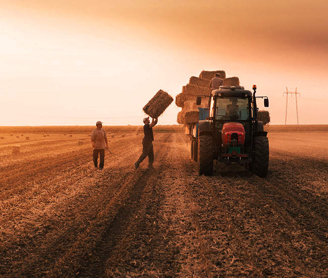 two men throwing hay on the back of a tractor